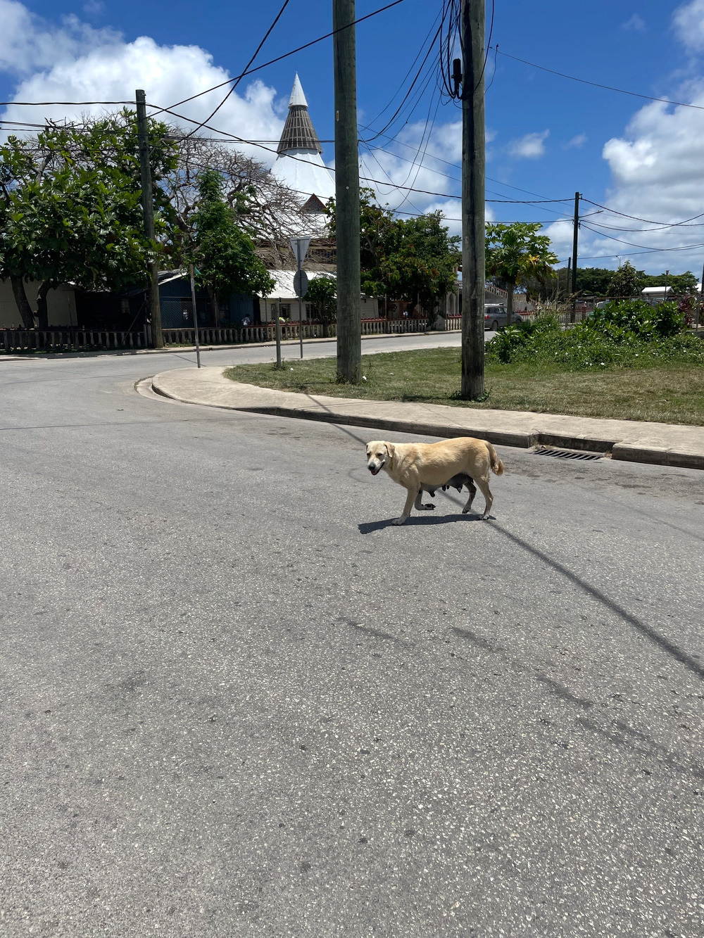 A dog is walking across a sunny street with trees and a building in the background.