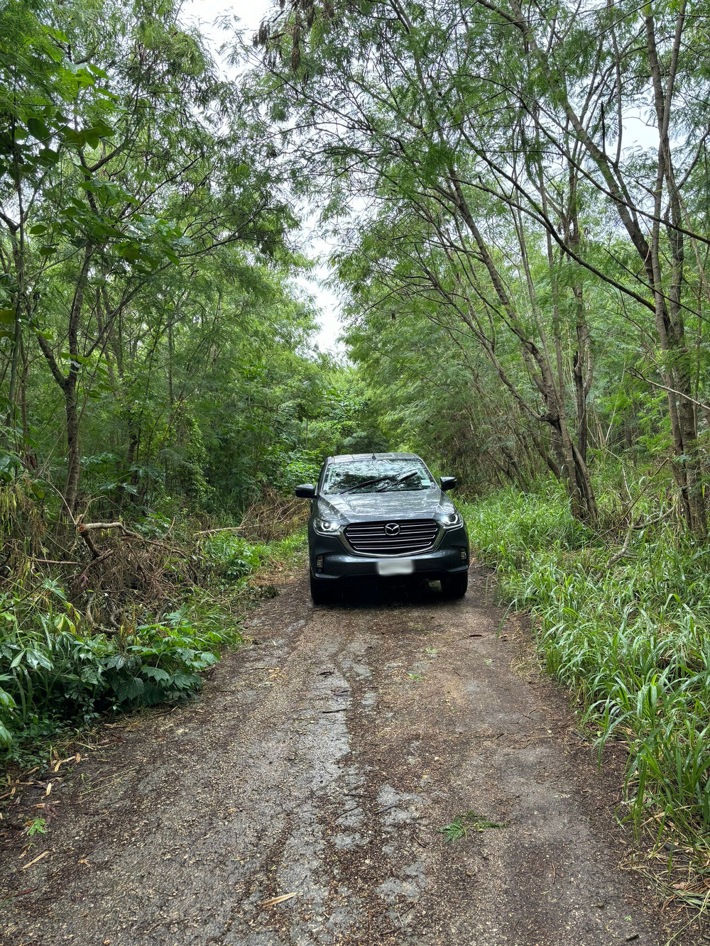 A black car is parked on a narrow forest path surrounded by lush green trees and vegetation.