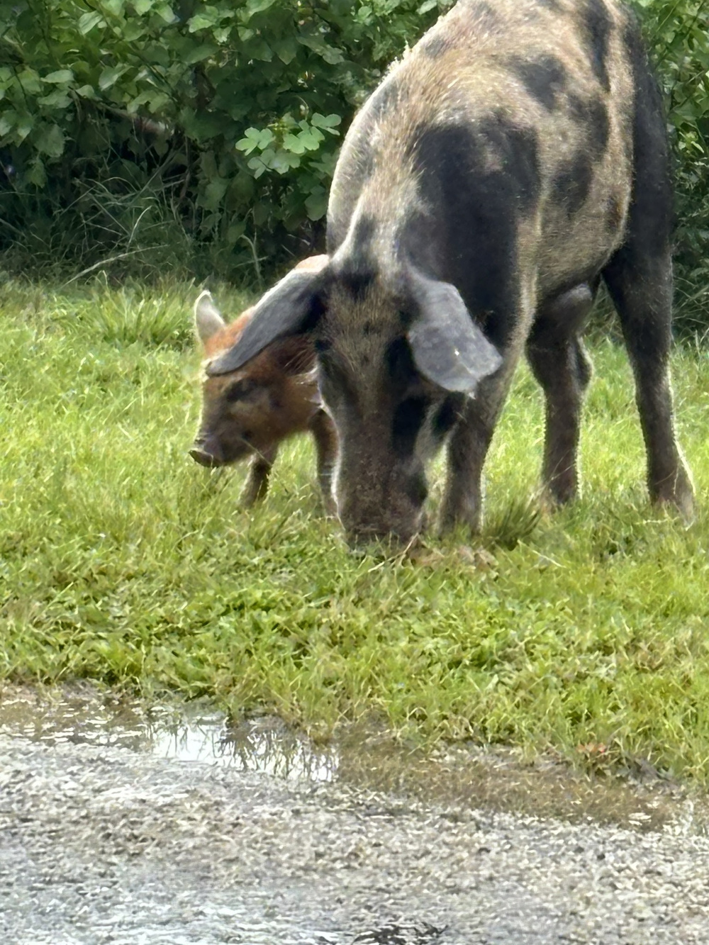 A pig and a piglet are standing on grass near a puddle, with bushes in the background.