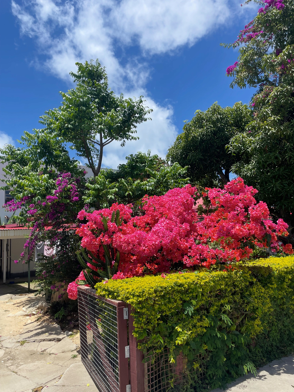 Bright pink and purple bougainvillea flowers dominate a lush garden scene under a clear blue sky.