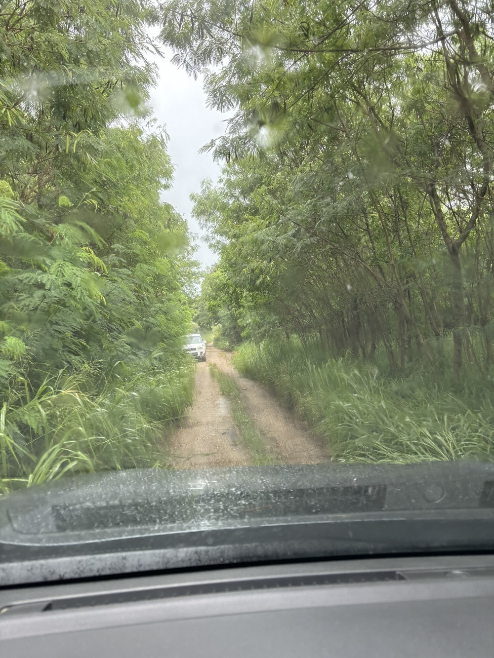 A narrow dirt road flanked by lush, green vegetation is seen from inside a vehicle, with another car visible ahead in the distance.