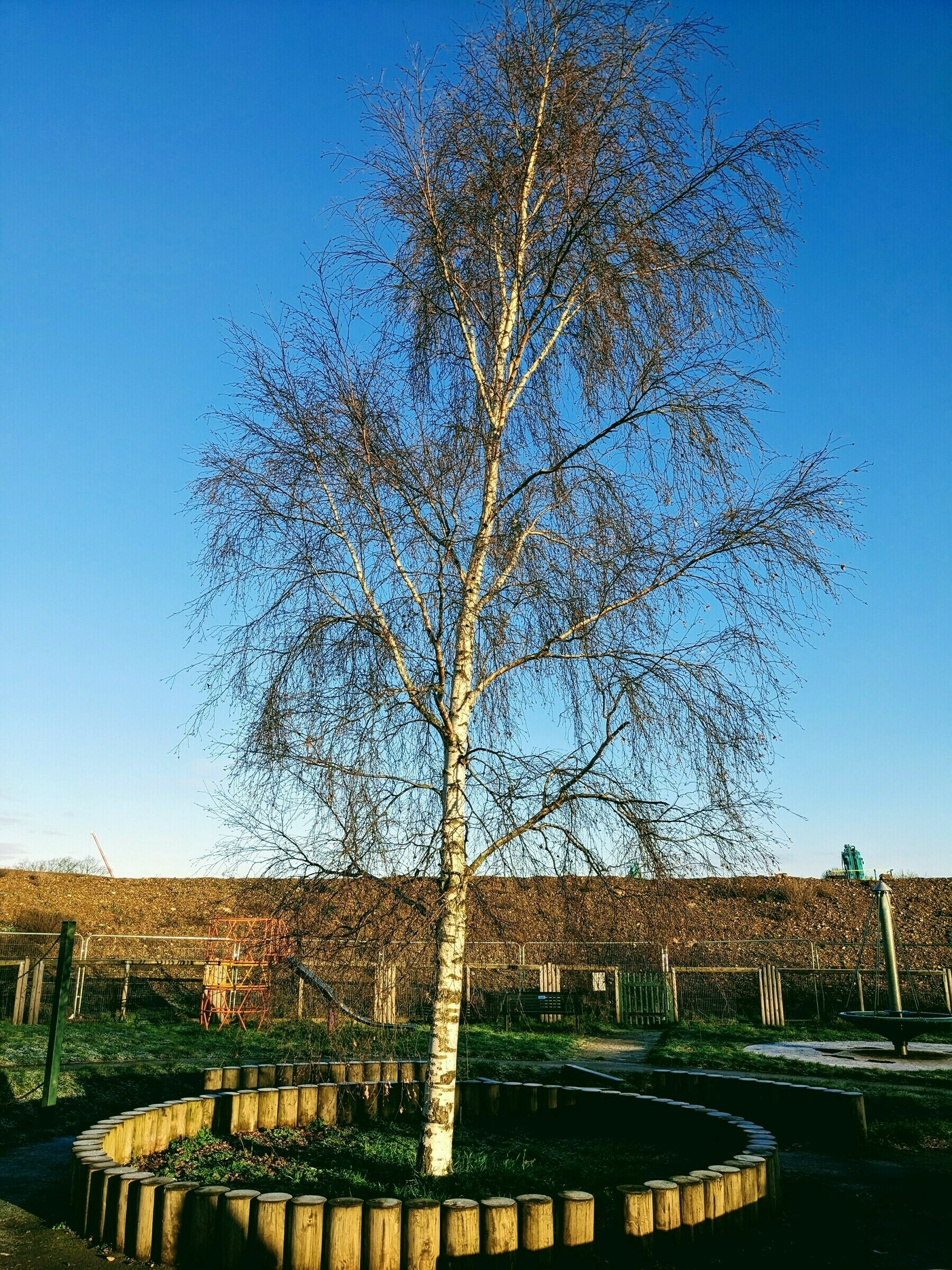 A tall tree stands surrounded by a circular wooden border in an outdoor setting under a clear blue sky.