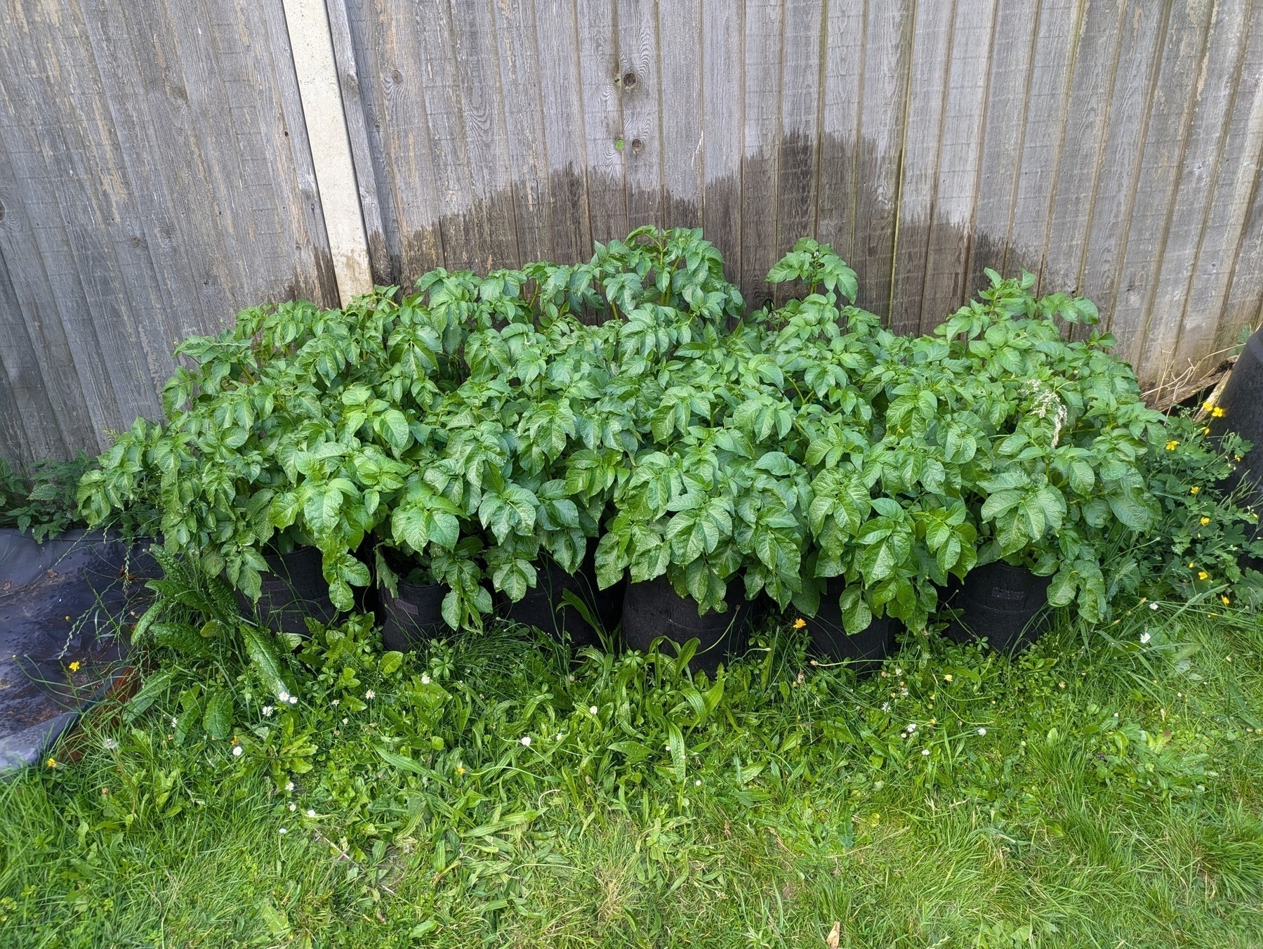 Potatoes grown in bags ready to harvest.