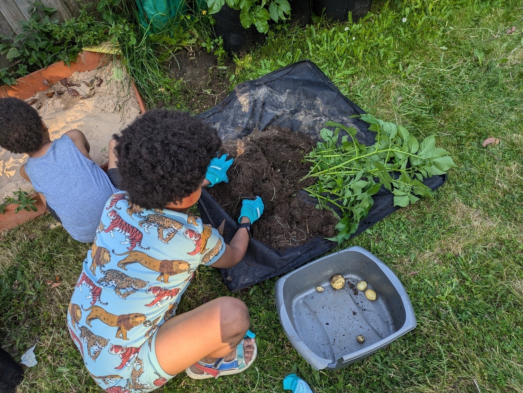 Kids harvesting potatoes 