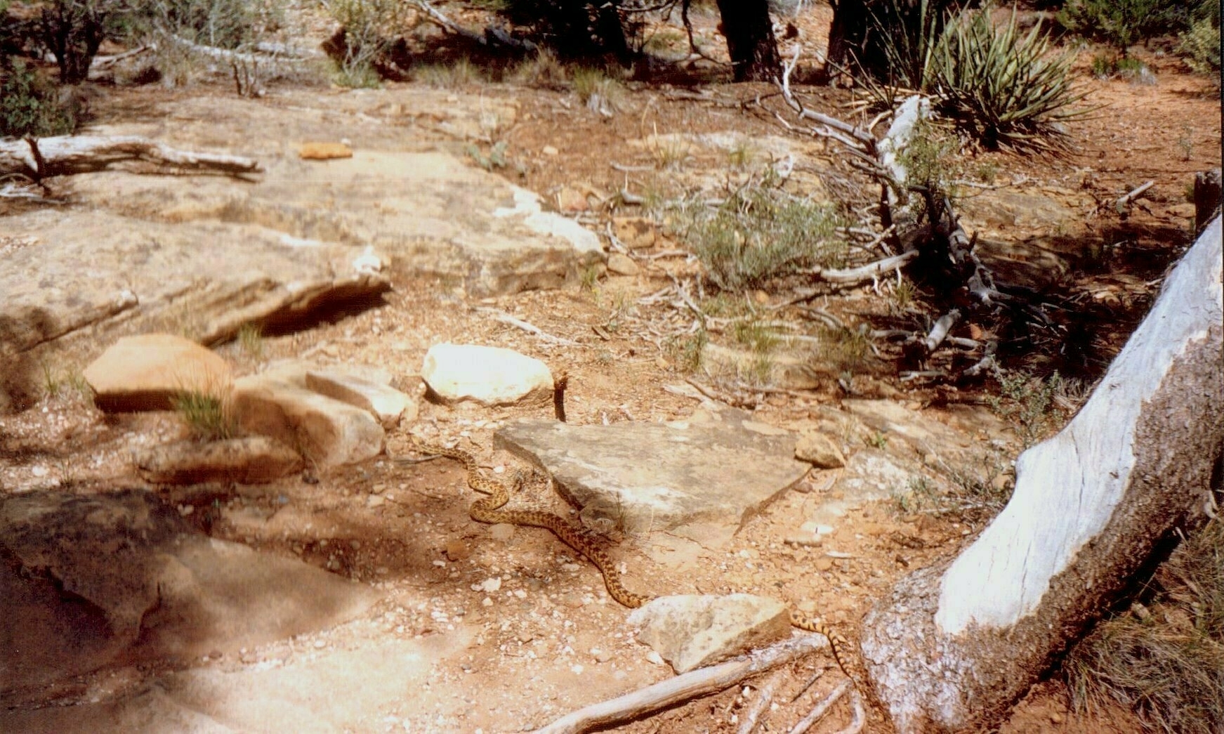 Walking through Mesa Verde National Park, random rocks and scrub, plus a large snake scuttling by with markings similar to a Rattlesnake or a Pine snake.