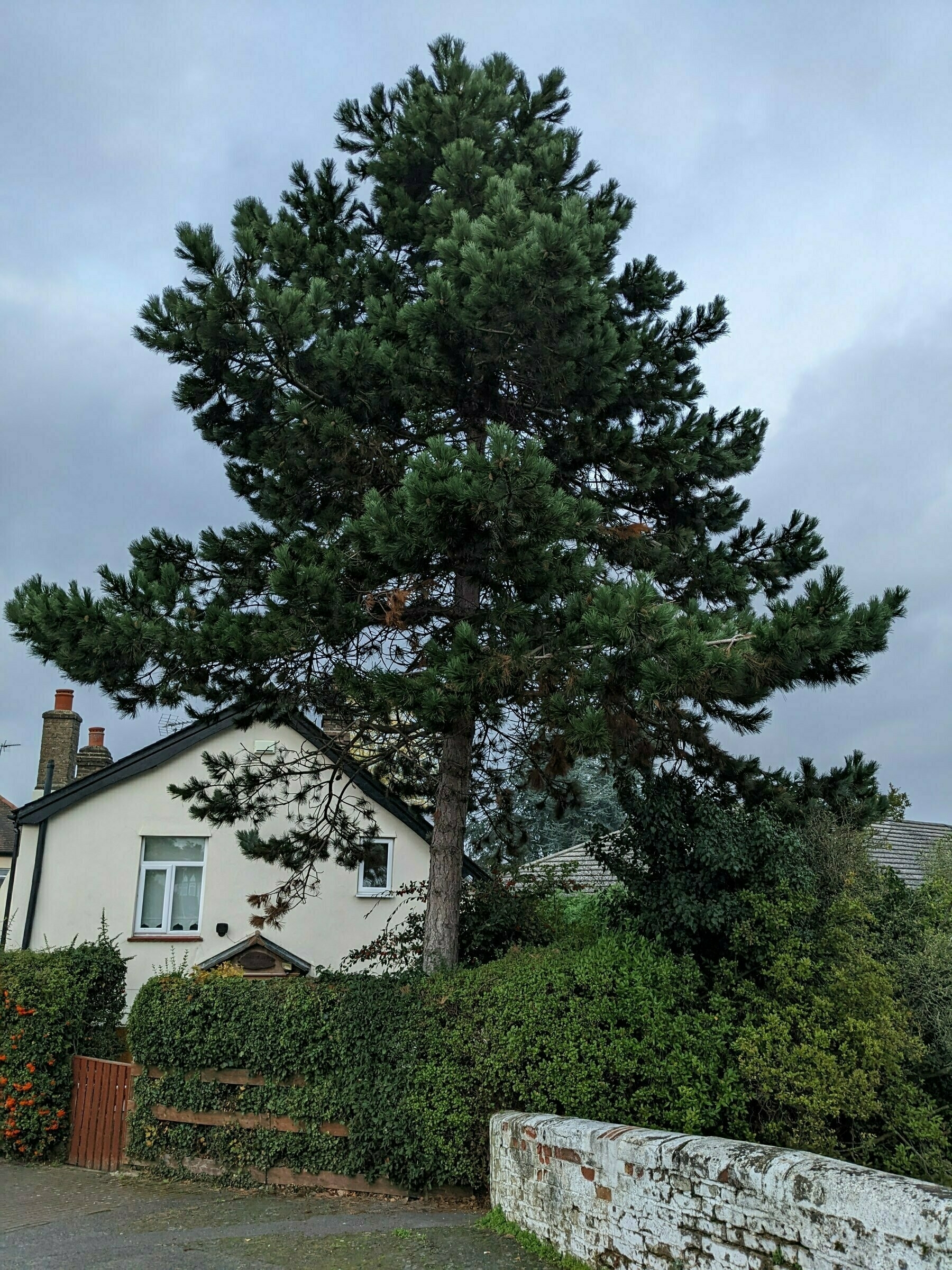 A tall tree stands beside a house, surrounded by greenery and a cloudy sky.