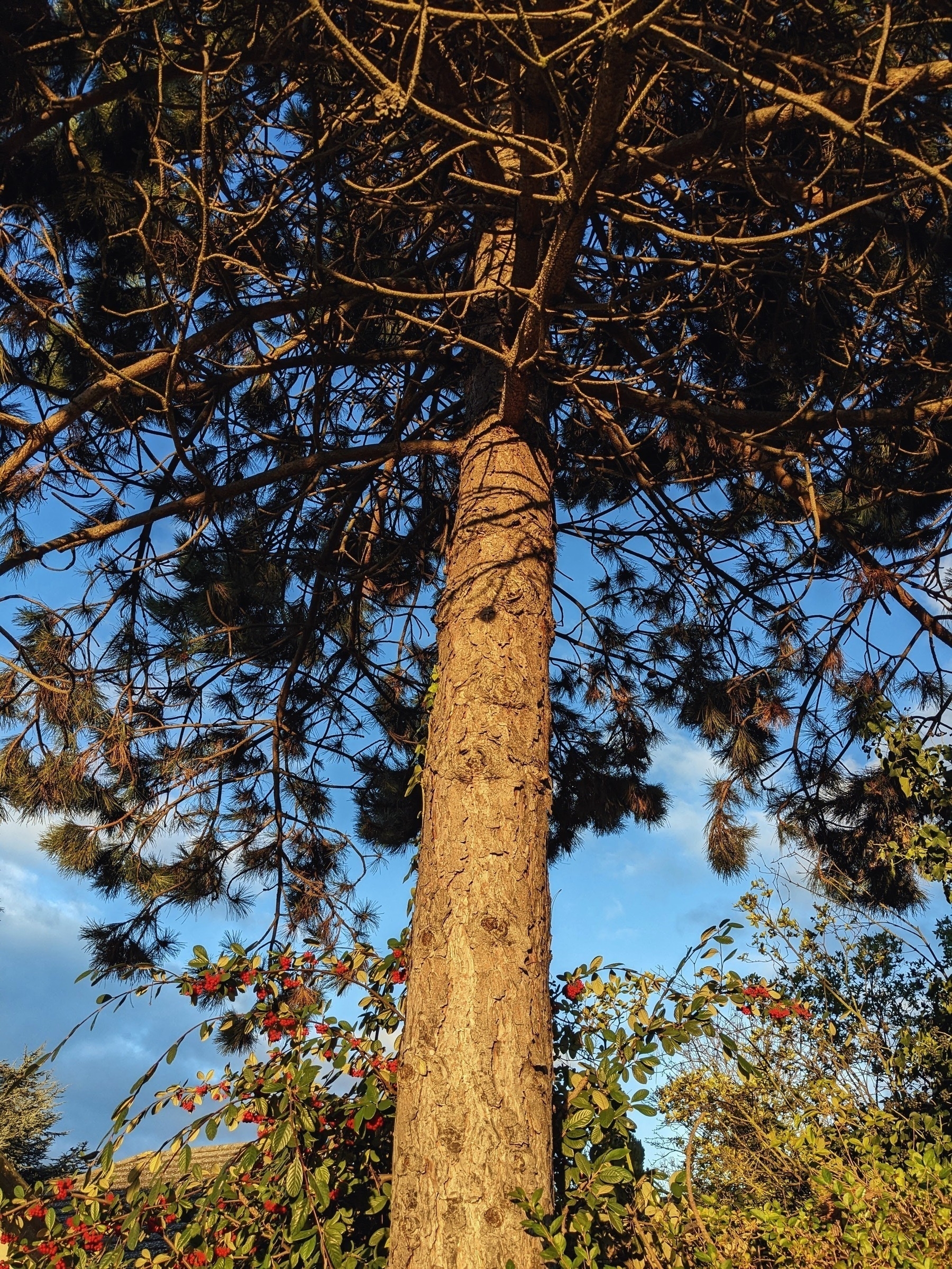 A tall tree with a textured trunk is surrounded by branches and leaves, against a backdrop of blue sky and clouds.