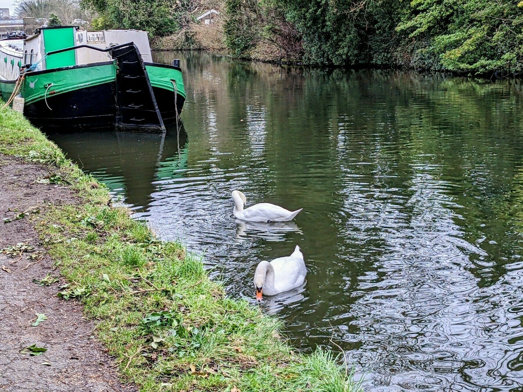 Photo from the canal towpath looking towards a green narrowboat moored on the towpath side, with two white swans swimming in the black water 