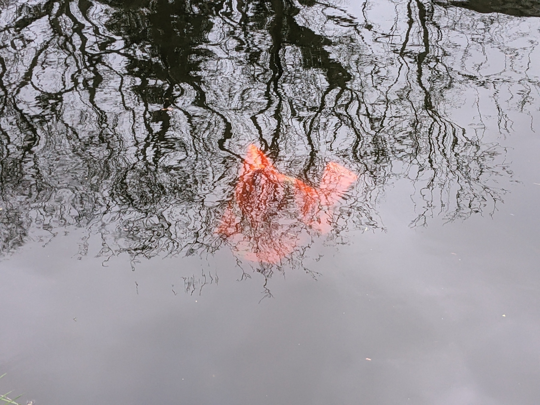Close up of the orange something in the dark water of the canal - it's a hi-viz work jacket with a hood and arms...