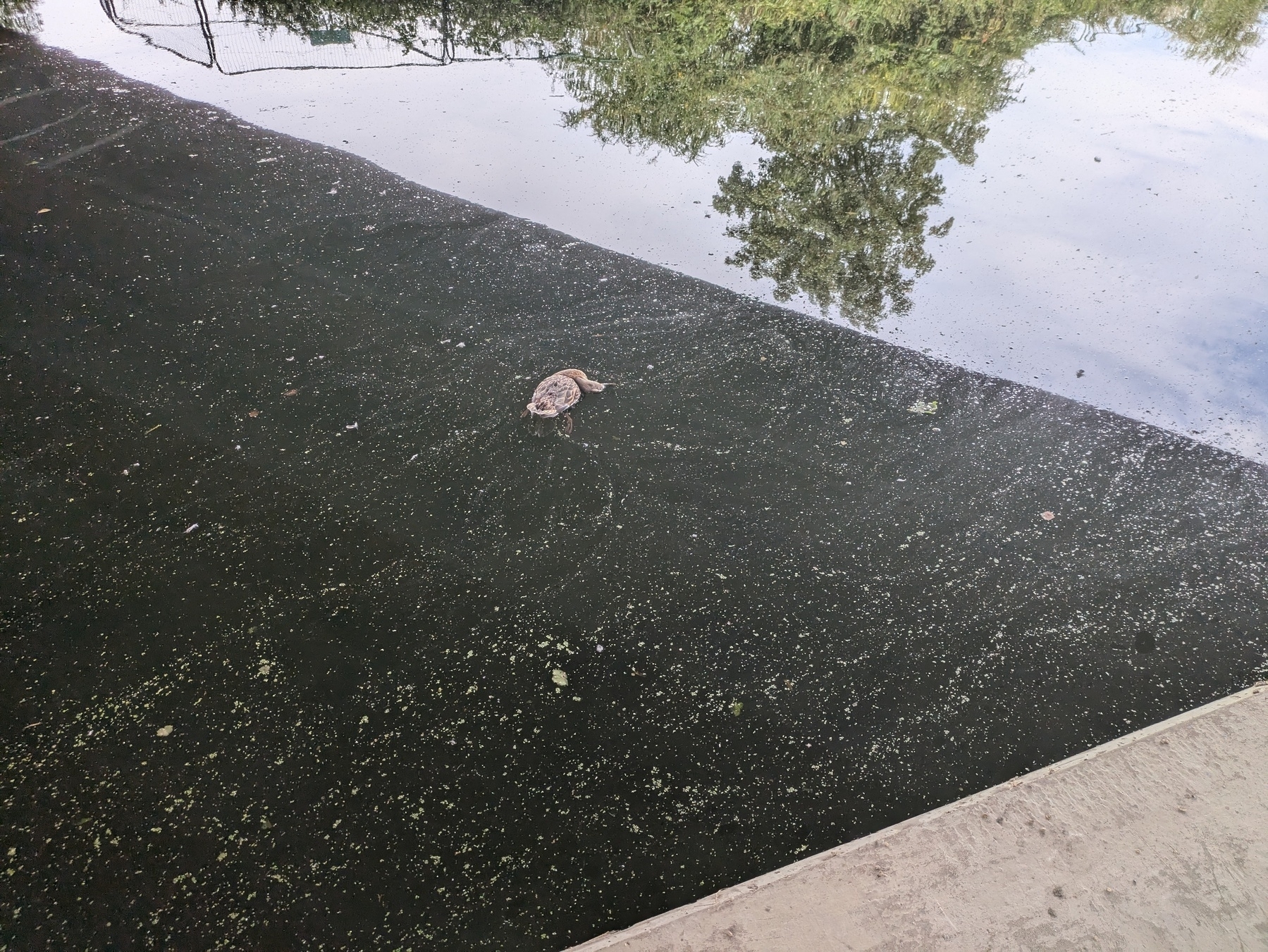 Dead duck floating in the canal under a bridge