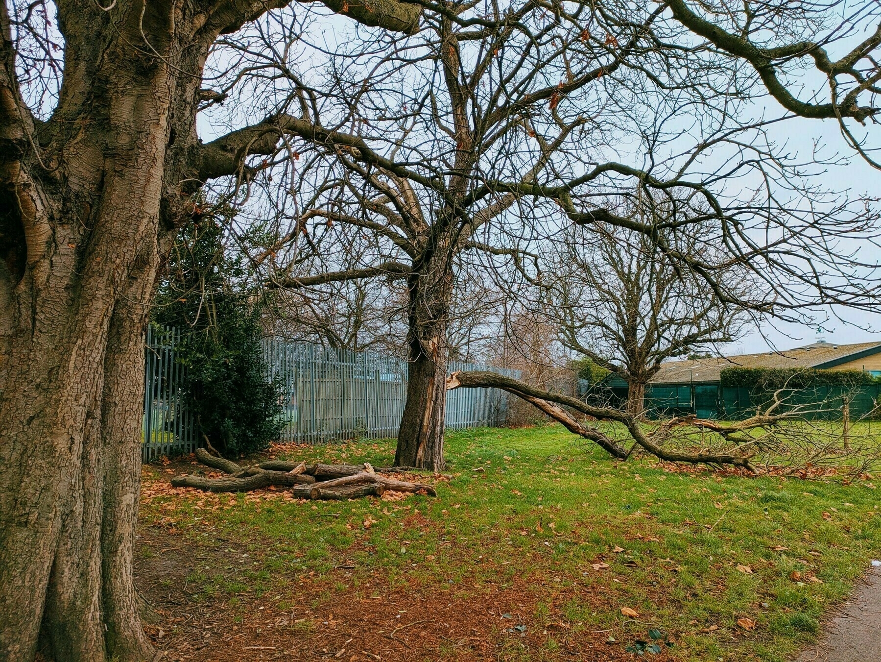 Auto-generated description: A park scene with leafless trees and a large fallen branch on the ground.