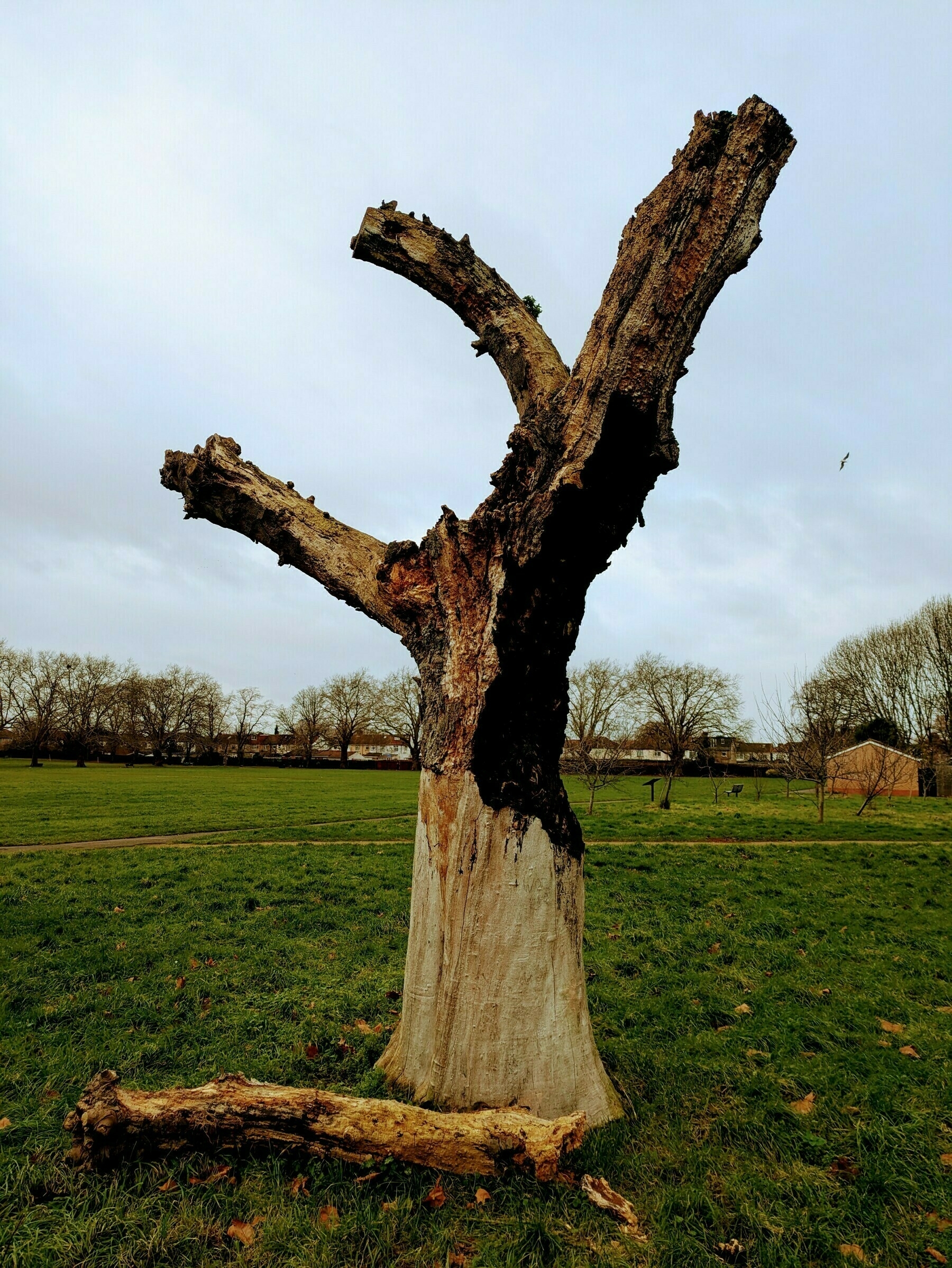 Auto-generated description: A weathered, leafless tree stands prominently in a grassy field, with one of its large branches detached on the ground.