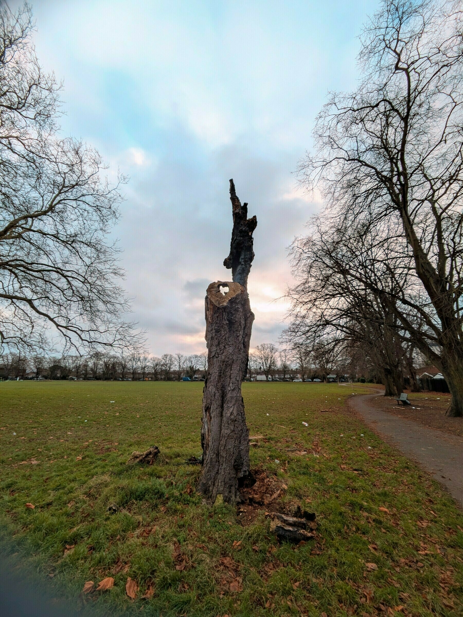 Auto-generated description: A barren tree stump stands in an open field with a pathway, surrounded by leafless trees under a cloudy sky.