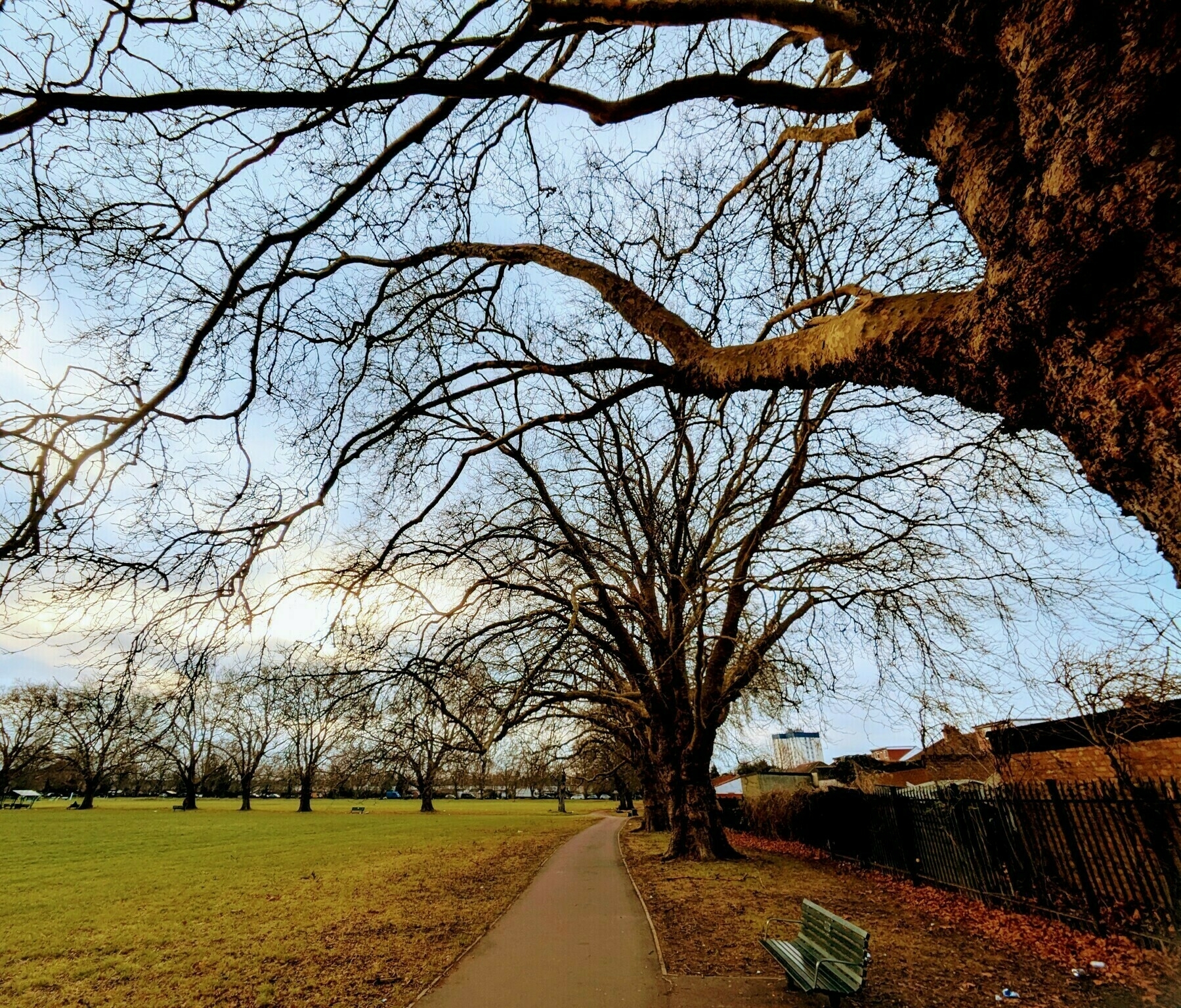 Auto-generated description: A pathway lined with large, leafless trees runs through a grassy park with a bench alongside it.