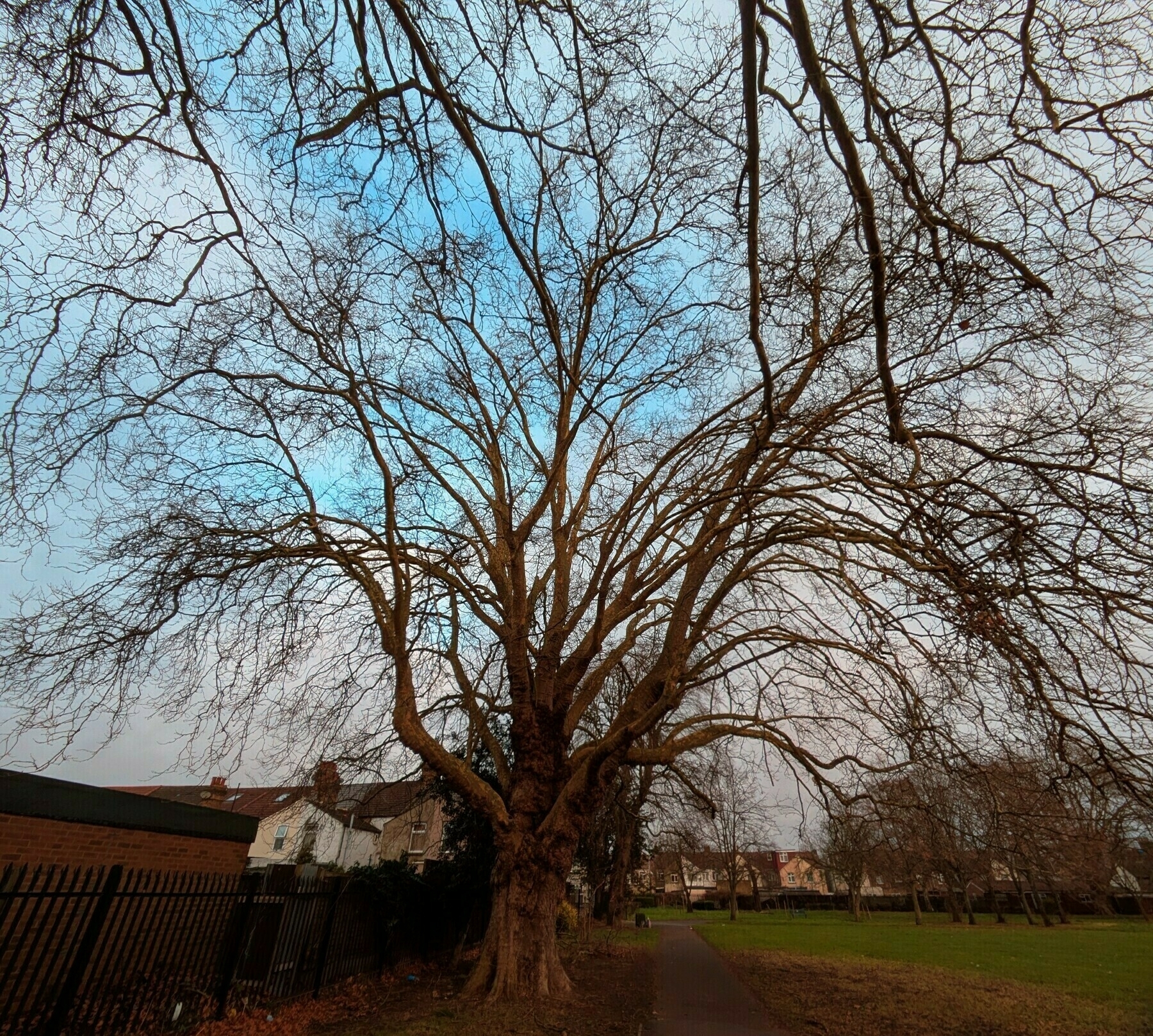 Auto-generated description: A large, leafless tree stands by a pathway with houses and a fence nearby under a cloudy sky.