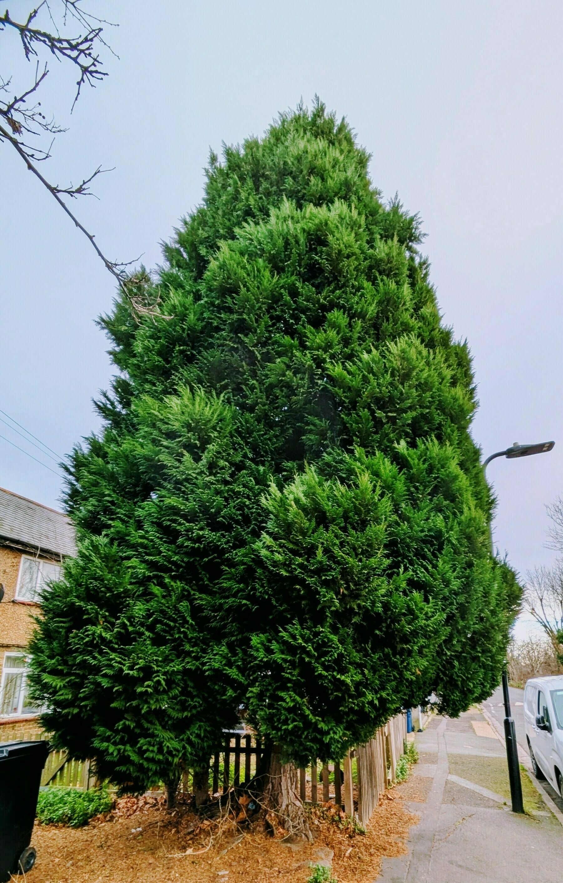 A tall, lush evergreen tree stands beside a street, surrounded by a wooden fence and urban environment.