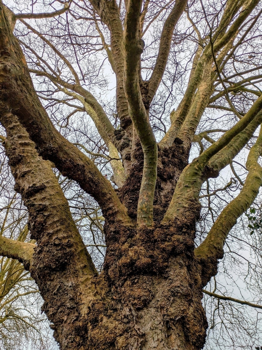 A large, textured tree trunk with multiple thick branches extends upward, surrounded by leafless twigs against a cloudy sky backdrop.