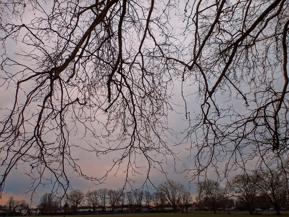 Bare tree branches stretch across a cloudy sky at dusk over a distant row of trees and buildings.