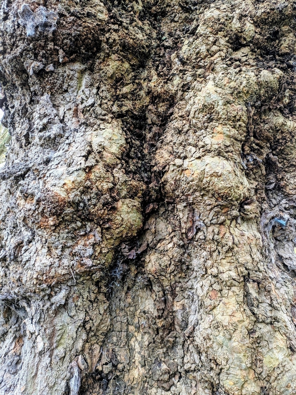 A close-up view of a tree trunk showcases its rough, textured bark.