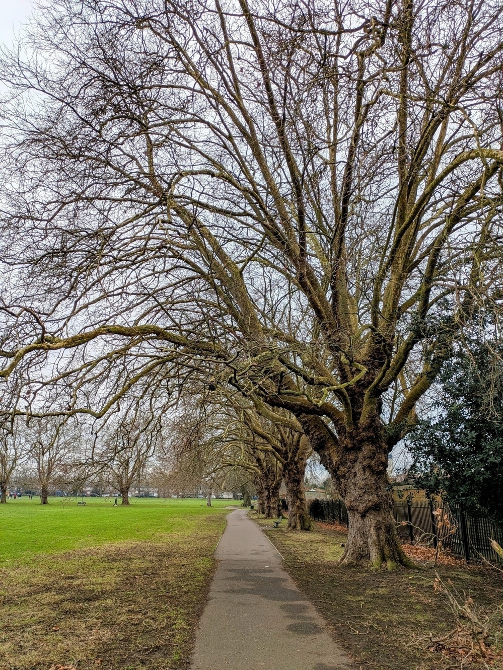 A path lined with large, leafless trees runs alongside a grassy field and a fence.