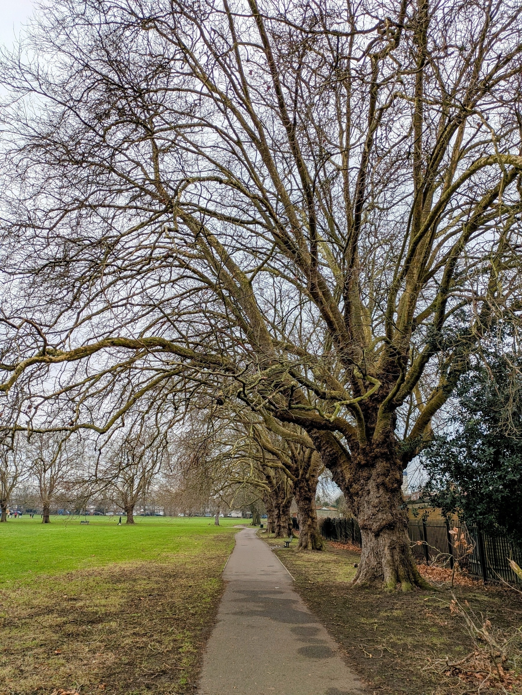 Auto-generated description: A path lined with large, leafless trees runs alongside a grassy field and a fence.