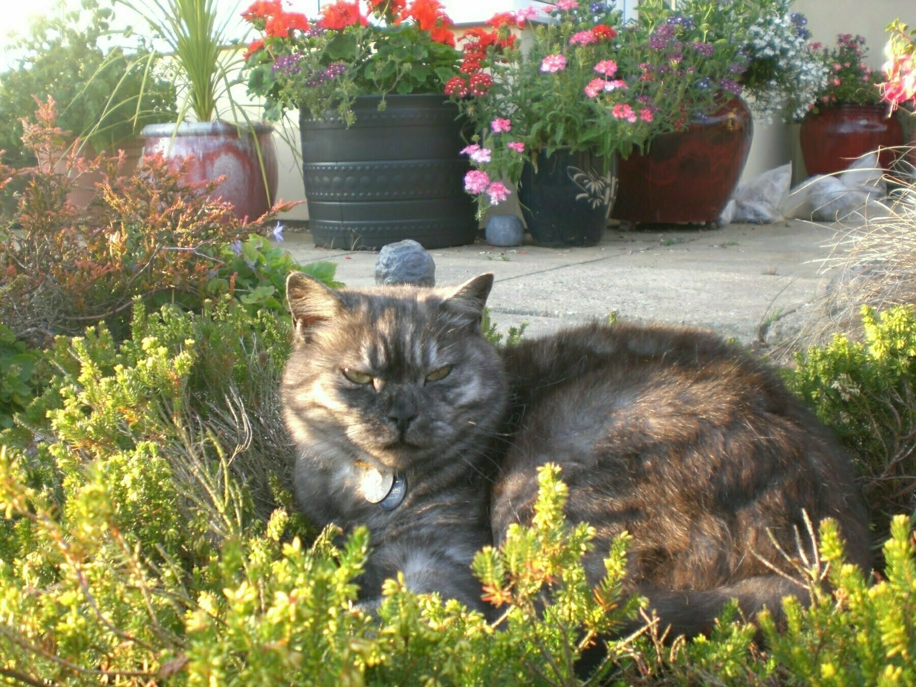 Auto-generated description: A cat is lounging in a garden surrounded by greenery and colorful potted flowers.