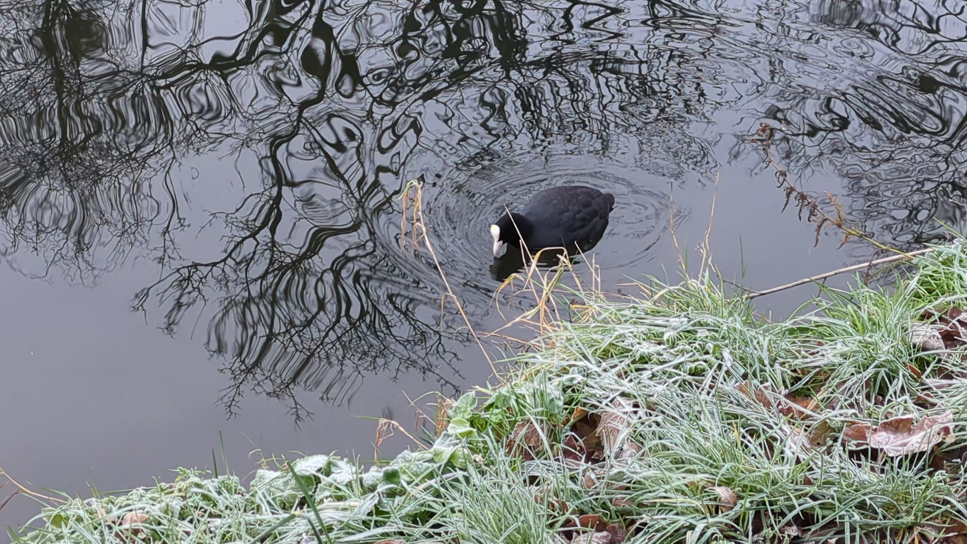 A coot is swimming in a frosty pond surrounded by reflections of bare tree branches and grass.