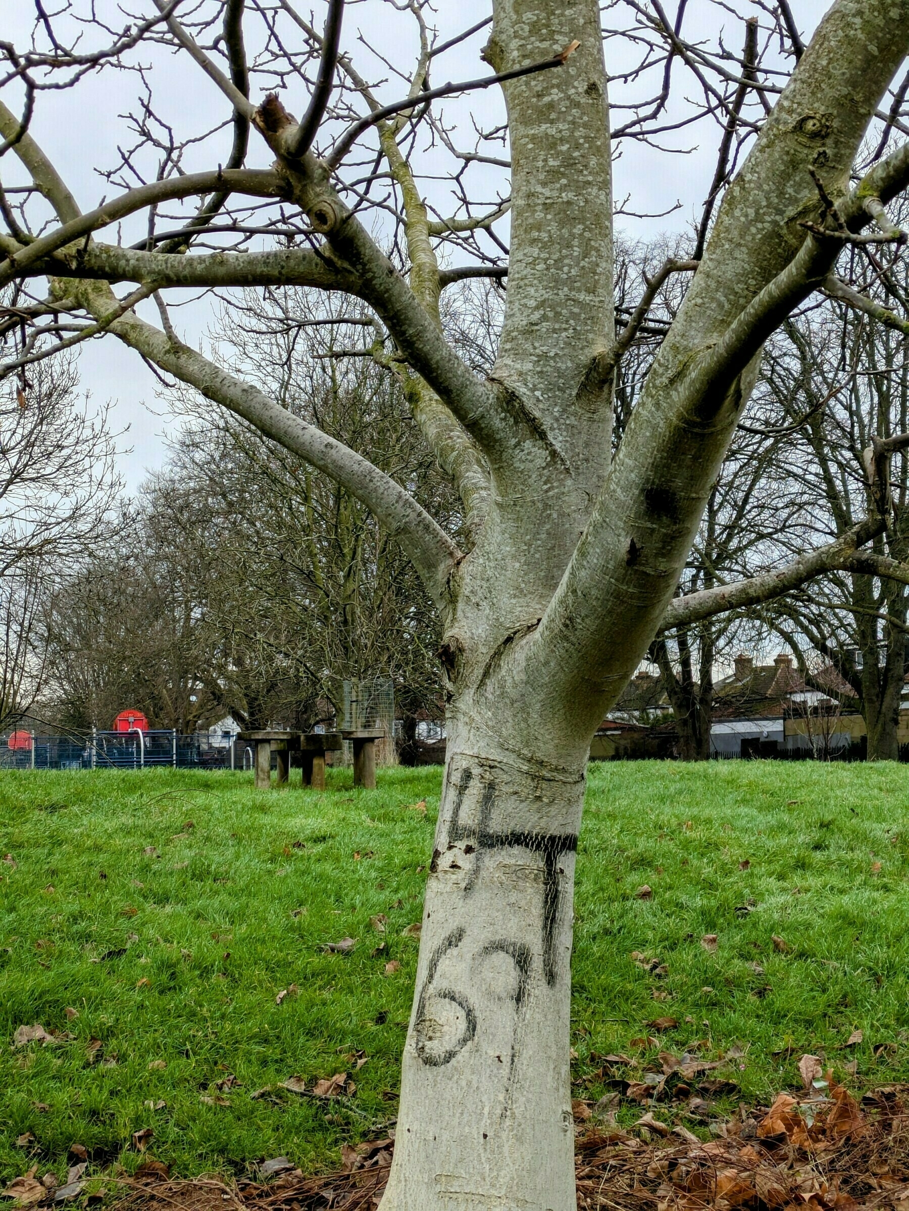 A tree with markings (including "69") on its trunk stands in a grassy area.