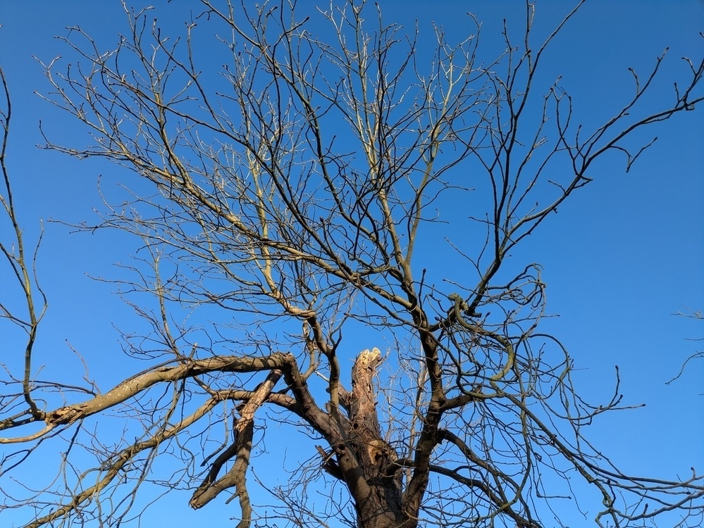 A leafless tree branches out against a clear blue sky.