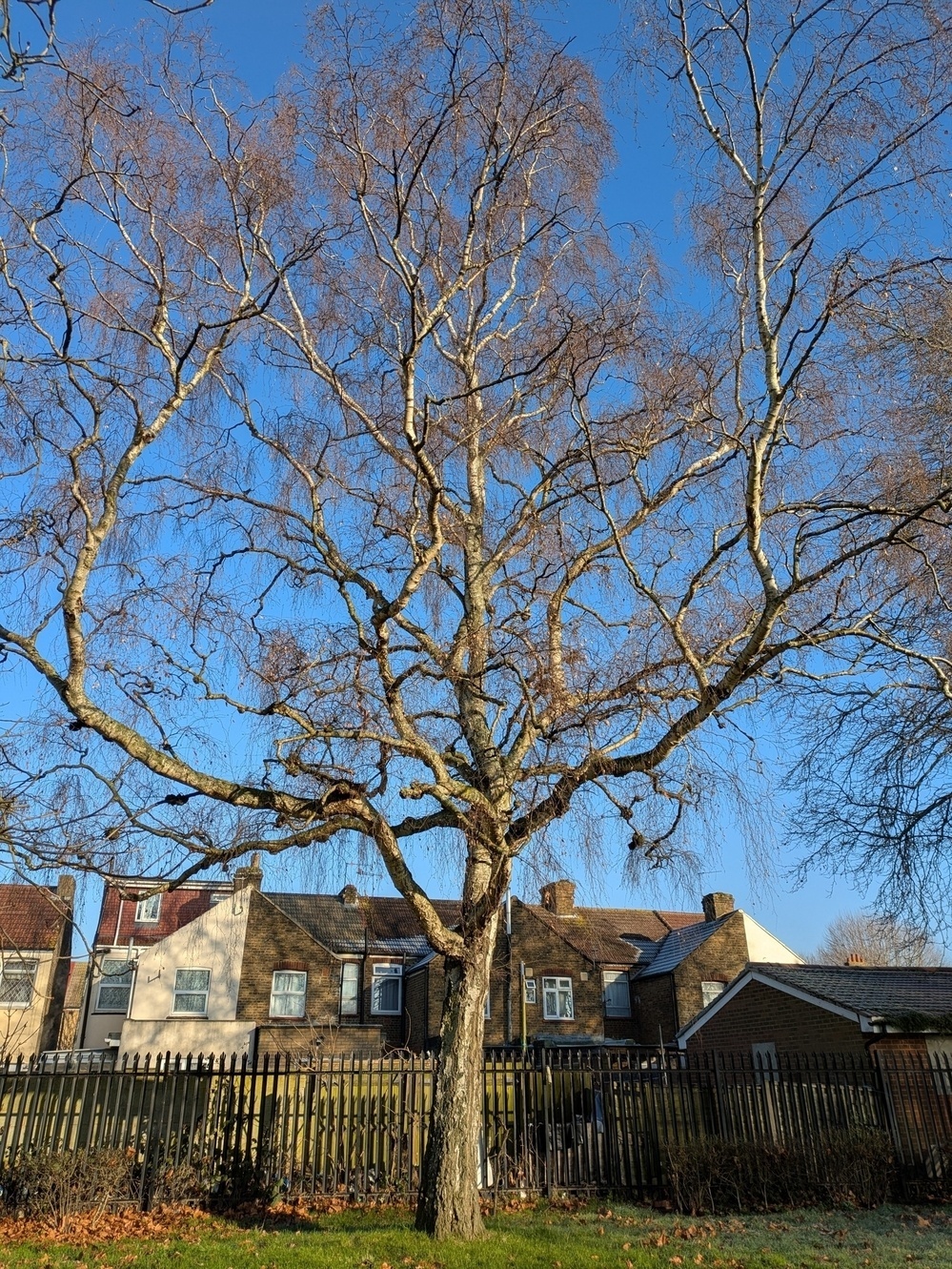 A large tree with bare branches stands in front of a row of houses on a clear day.