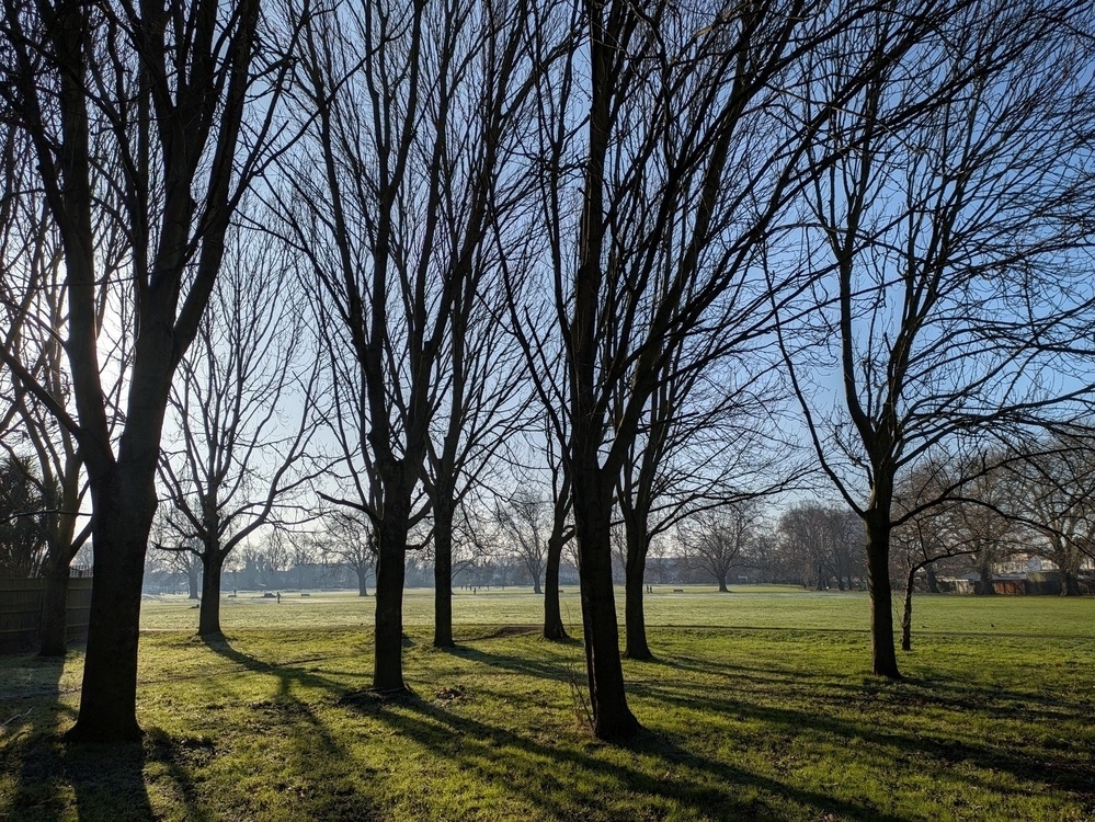 Tall, leafless trees stand in a sunlit park, casting long shadows on the grassy field.