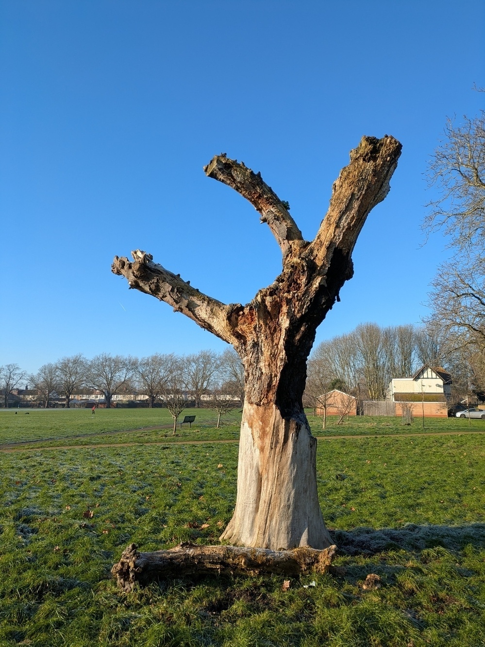 A leafless, weathered tree trunk with protruding branches stands in a grassy field under a clear blue sky.