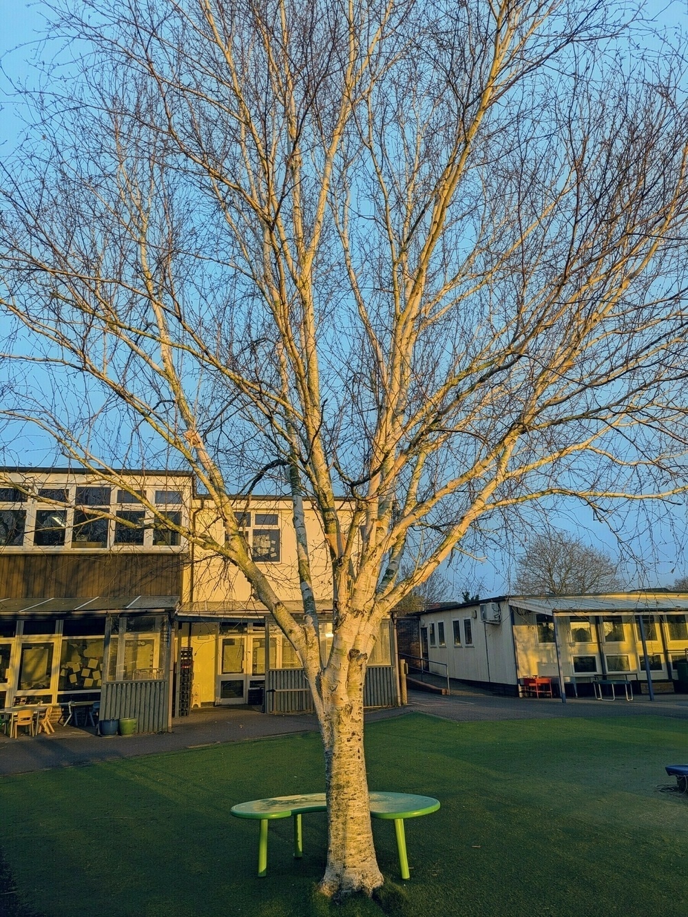 A leafless tree stands in the center of a grassy area with a round green table beneath it, surrounded by school buildings in the background.