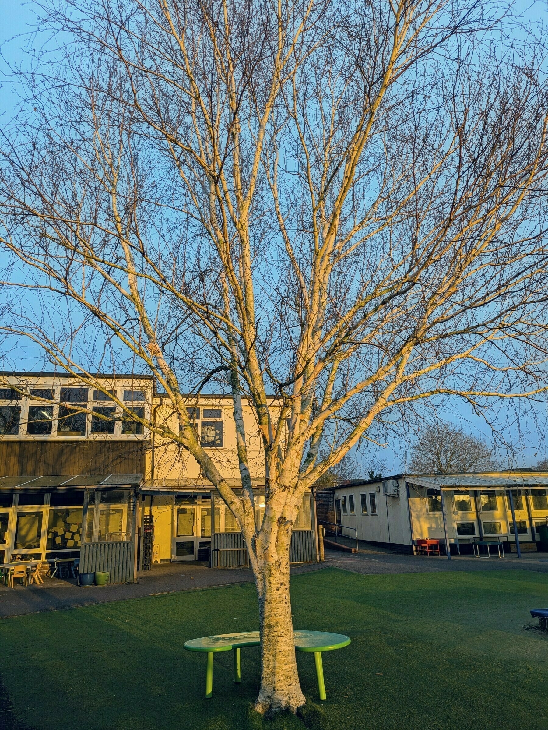 Auto-generated description: A leafless tree stands in the center of a grassy area with a round green table beneath it, surrounded by school buildings in the background.