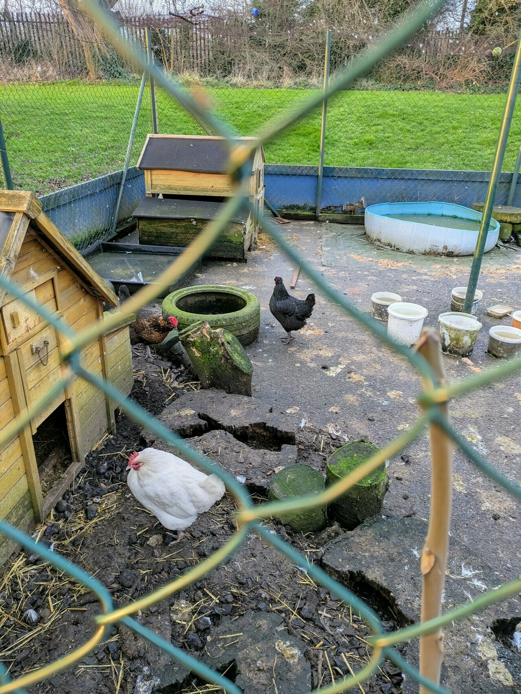 Auto-generated description: Hens roam in a fenced outdoor area with a coop and various objects scattered around.