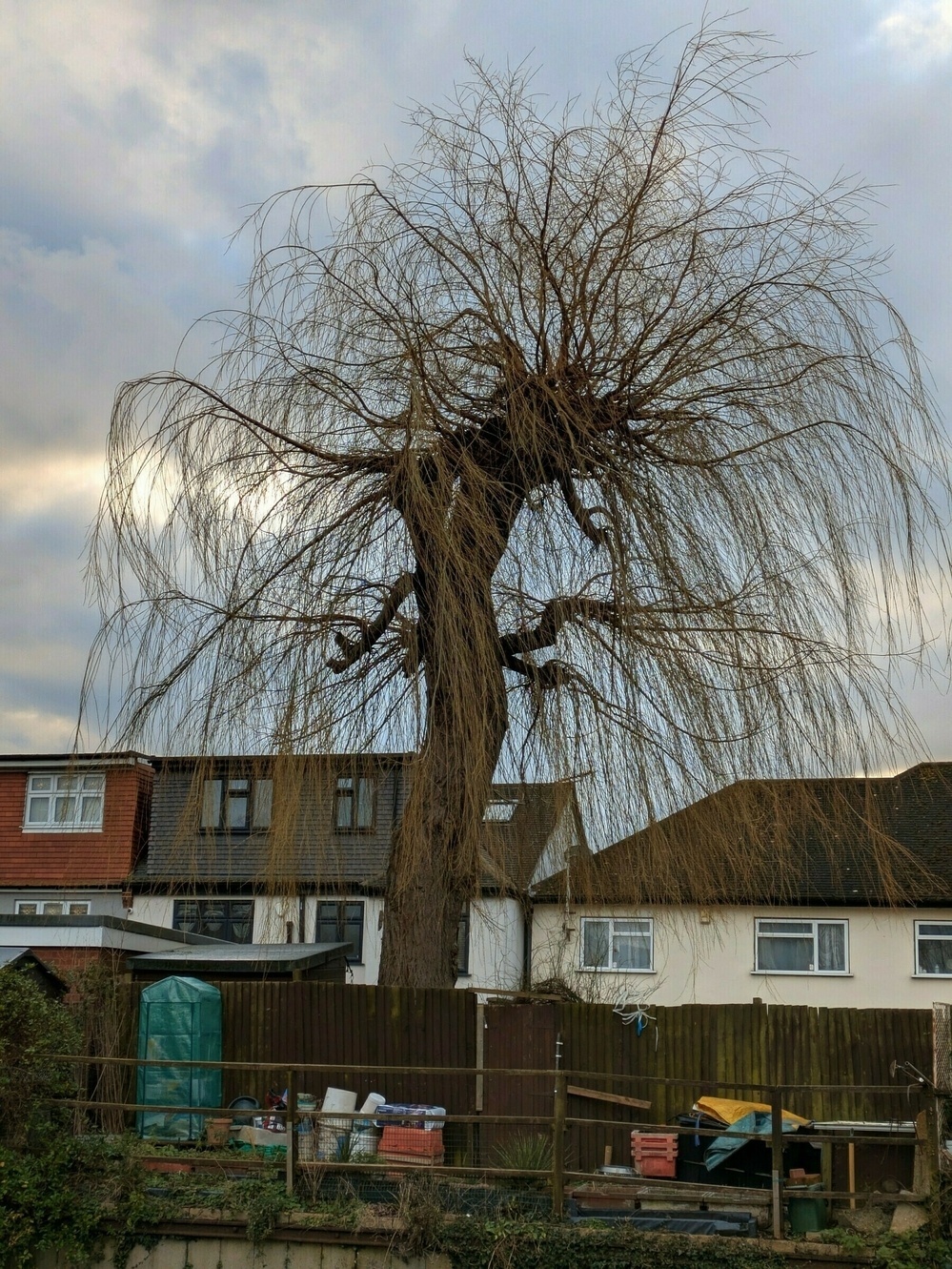 A leafless tree with long, slender branches stands in front of a row of houses, with various garden items in a backyard.