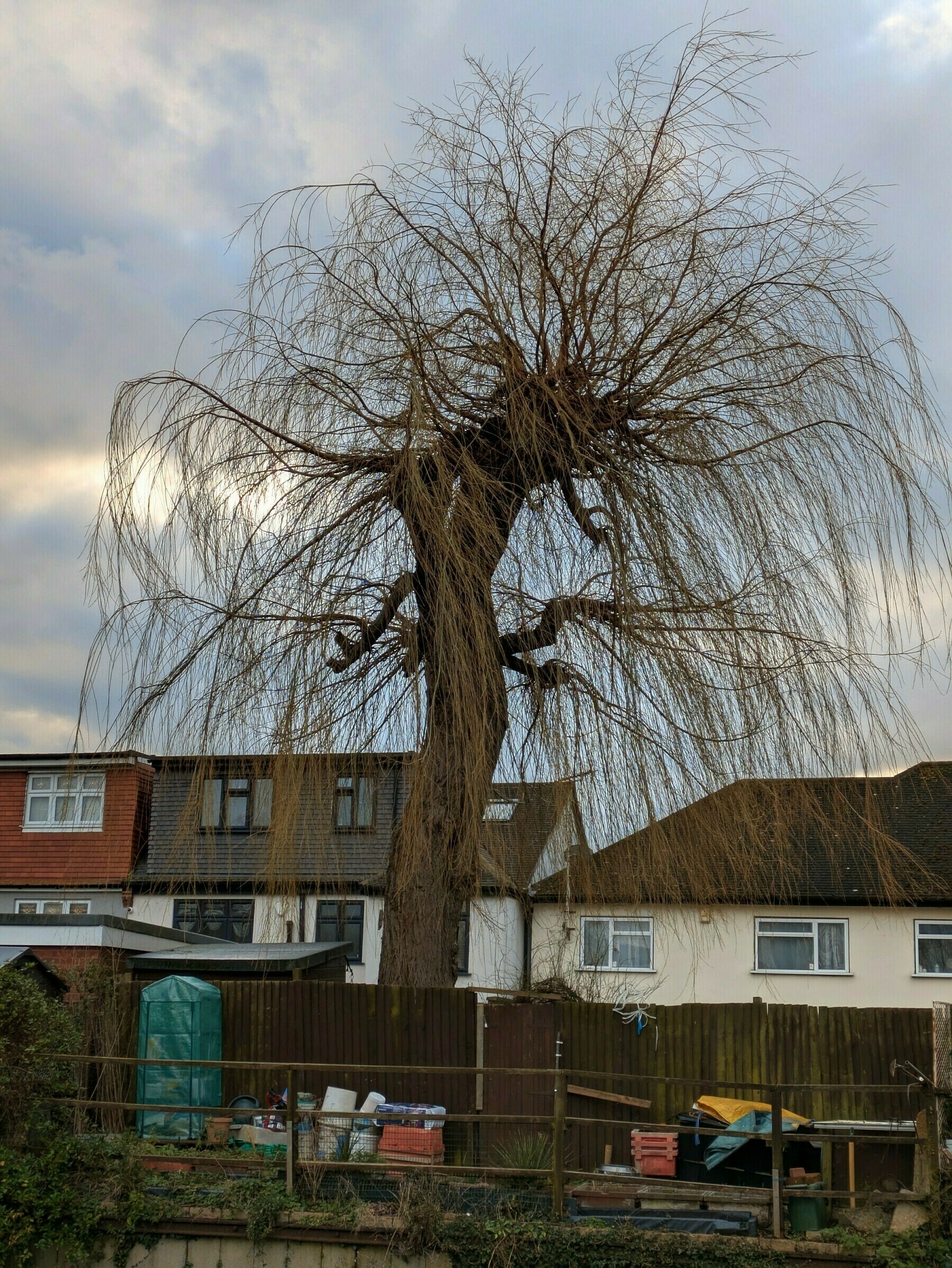 Auto-generated description: A leafless tree with long, slender branches stands in front of a row of houses, with various garden items in a backyard.