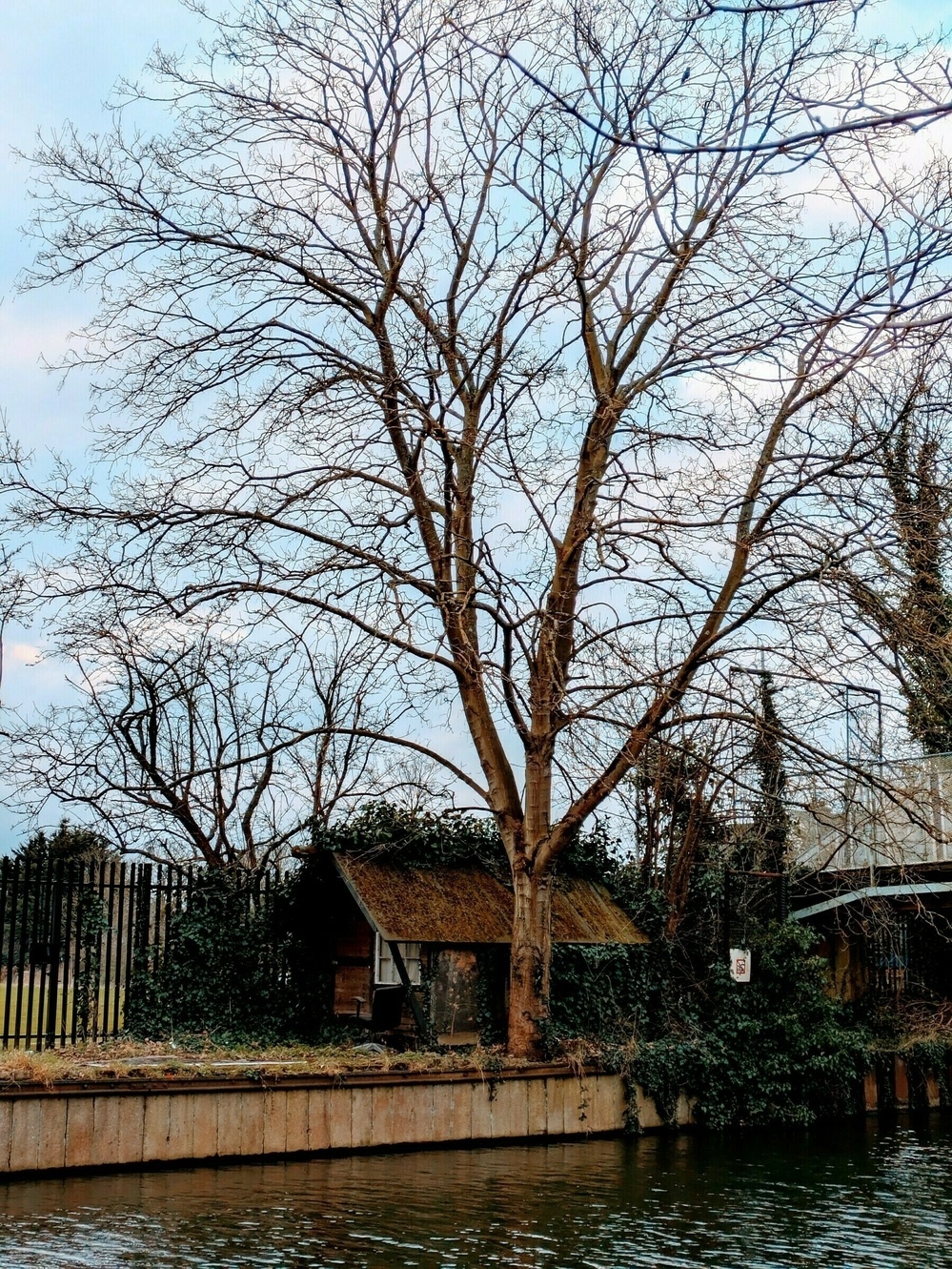 A large, leafless tree stands beside a small rustic cabin by a body of water, with a fence and overpass in the background.