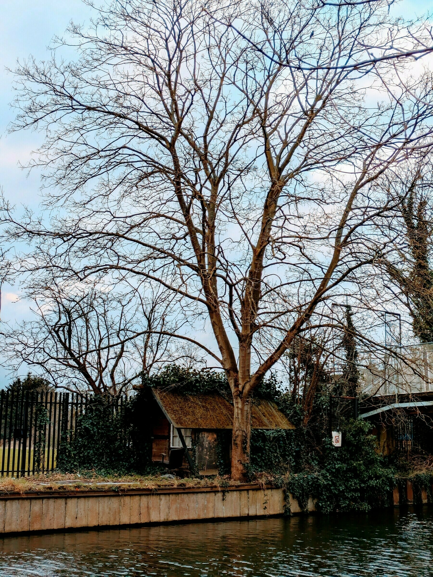 Auto-generated description: A large, leafless tree stands beside a small rustic cabin by a body of water, with a fence and overpass in the background.