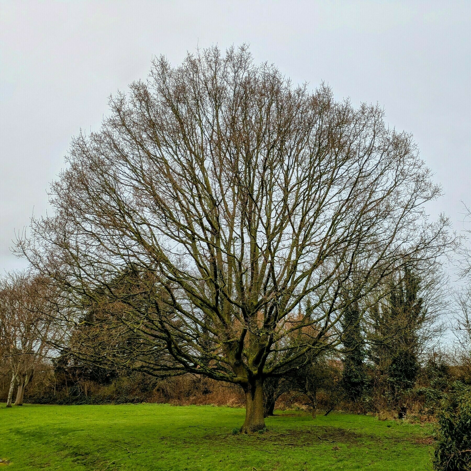 A large, leafless tree stands prominently in a grassy field surrounded by smaller trees and shrubs under an overcast sky.