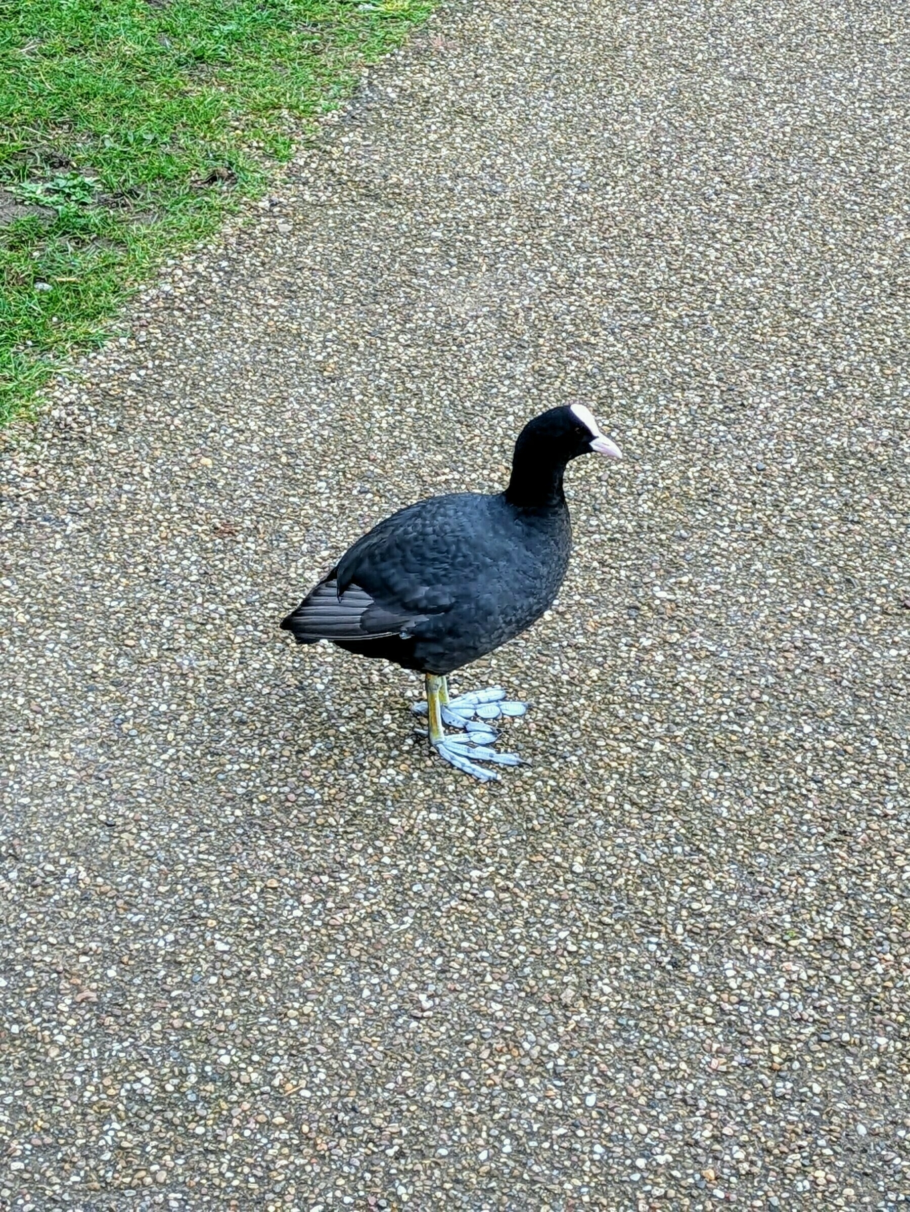 A black bird with a white beak and distinct bluish feet stands on a gravel path.