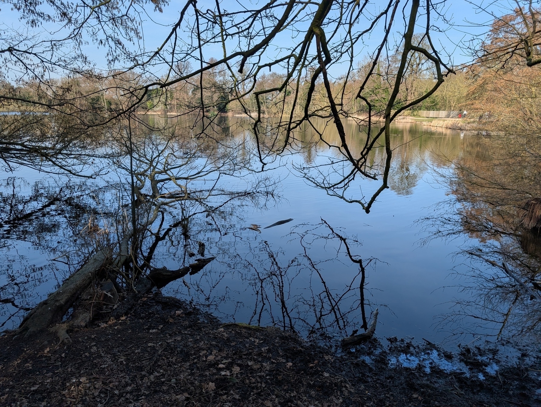 Auto-generated description: A tranquil lake reflecting the bare branches of surrounding trees under a clear blue sky.