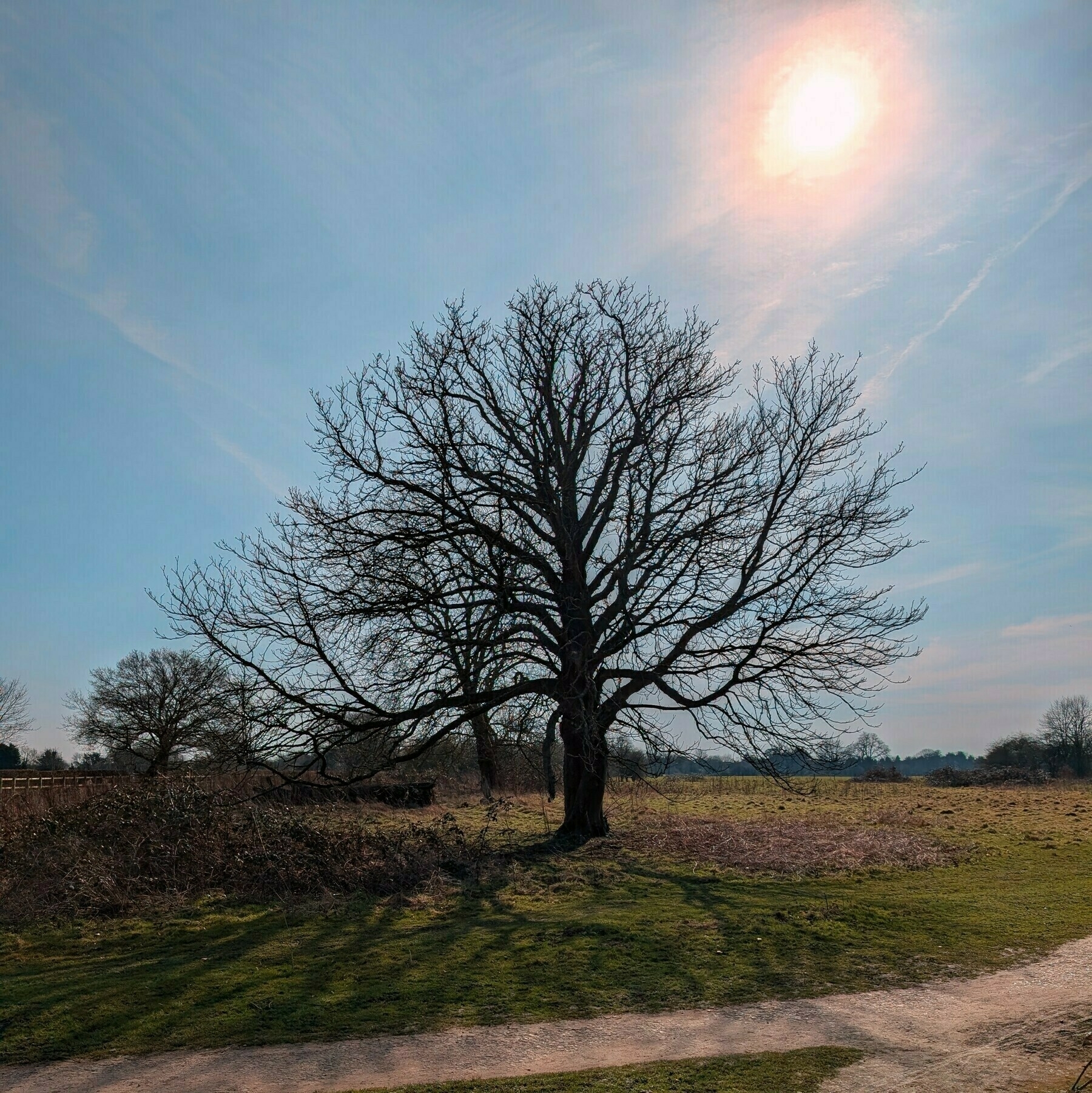 Auto-generated description: A solitary tree stands in a sunlit field with a bright sky above.