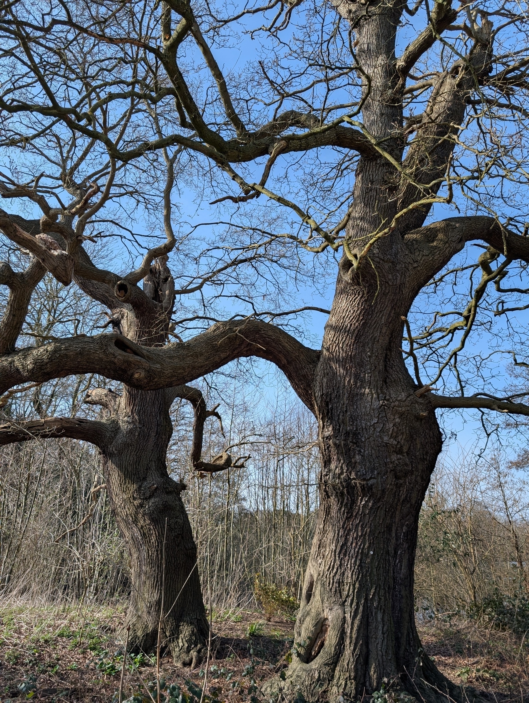 Auto-generated description: Two large, leafless trees with gnarled branches stand in a wooded area on a clear day.