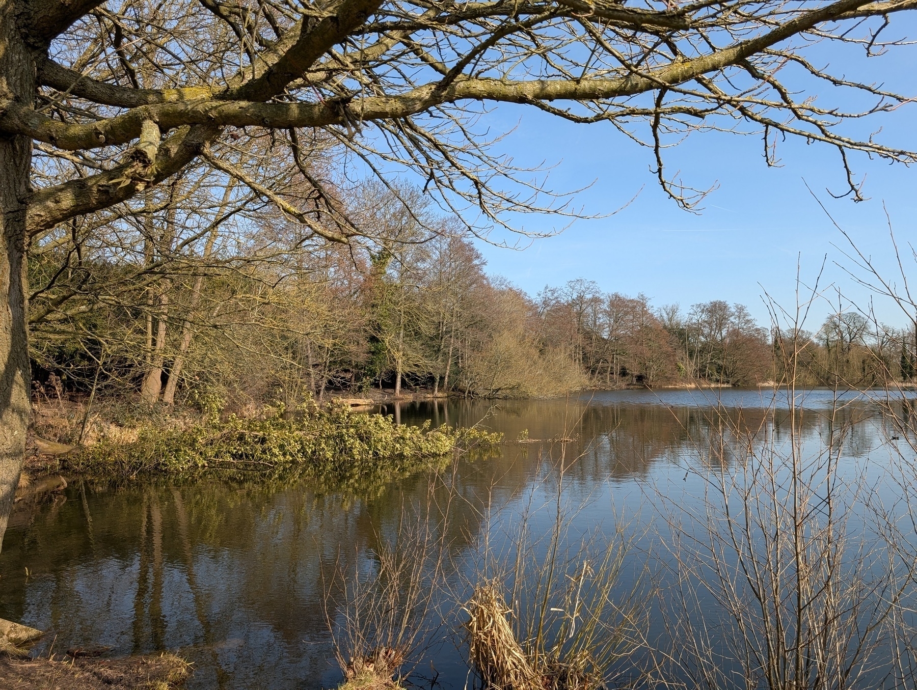 Auto-generated description: A tranquil lake is bordered by bare trees and reflected under a clear blue sky.