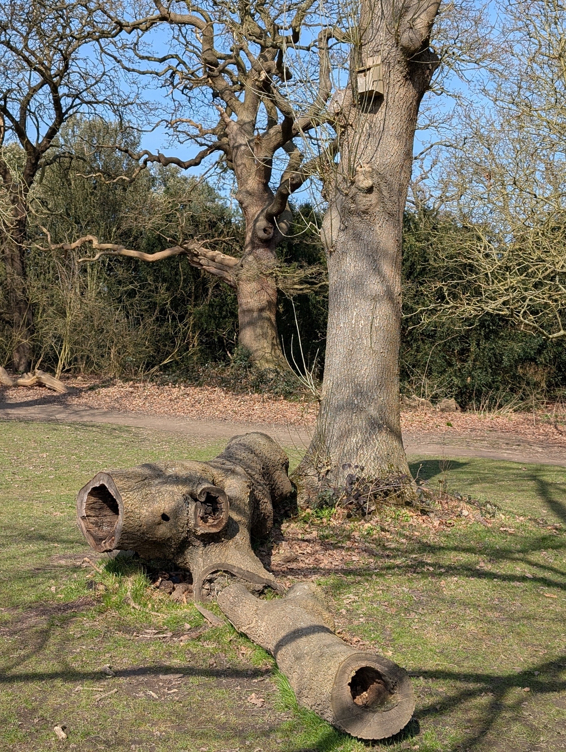 Auto-generated description: A tree with hollow logs on the ground is surrounded by other trees on a sunny day.