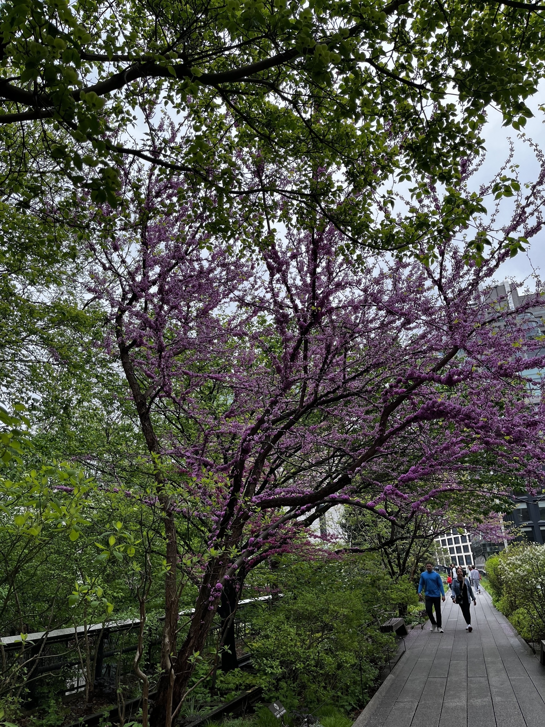 Auto-generated description: A path lined with blooming trees and greenery is populated with people walking amidst an urban setting.