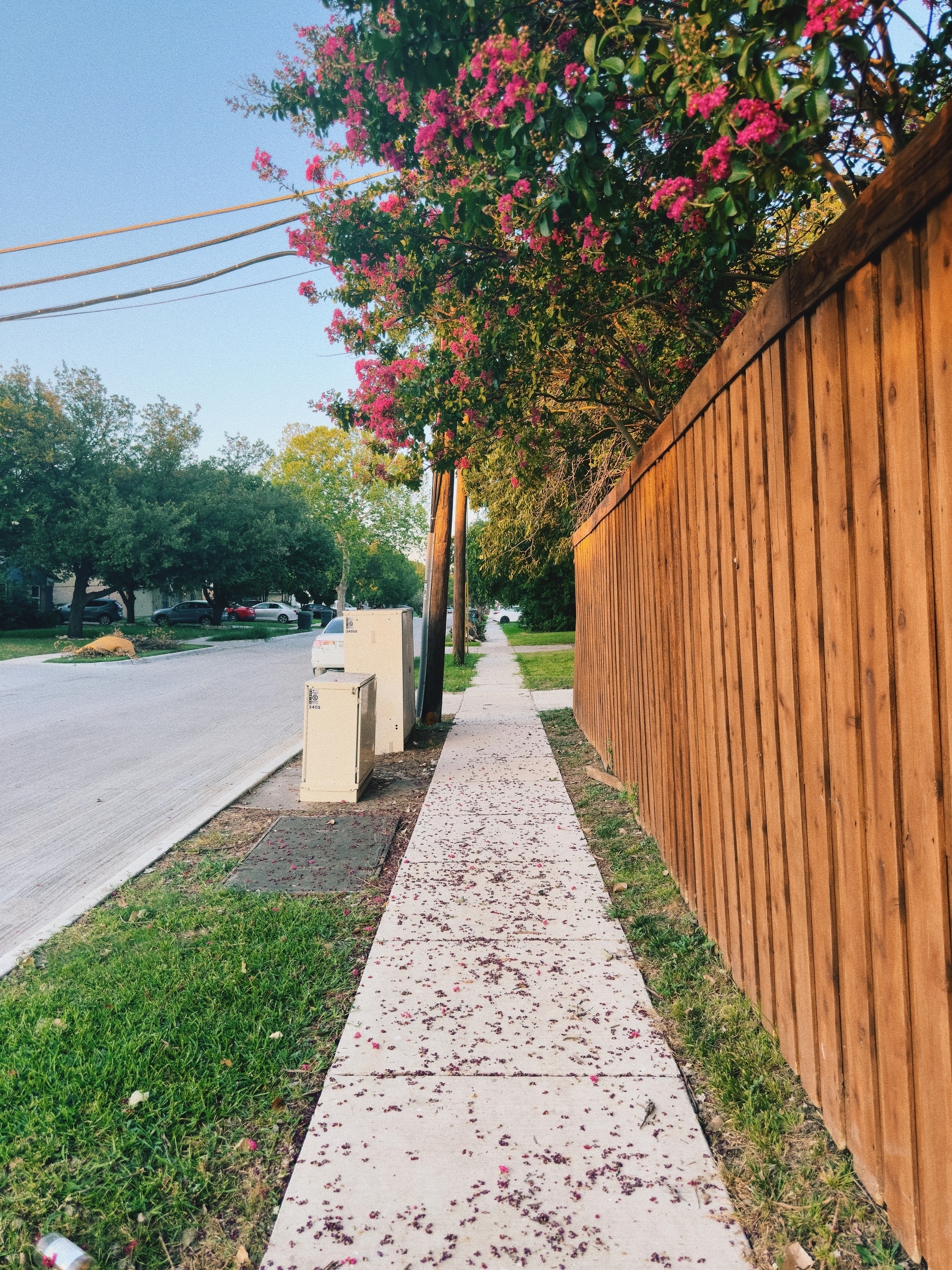 Crepe myrtle blooms falling on sidewalk