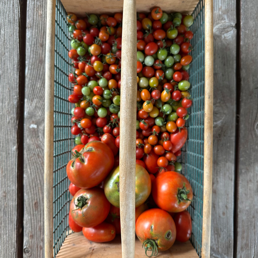 A wooden basket contains a variety of tomatoes, including large red ones and a mixture of small cherry tomatoes in different stages of ripeness.
