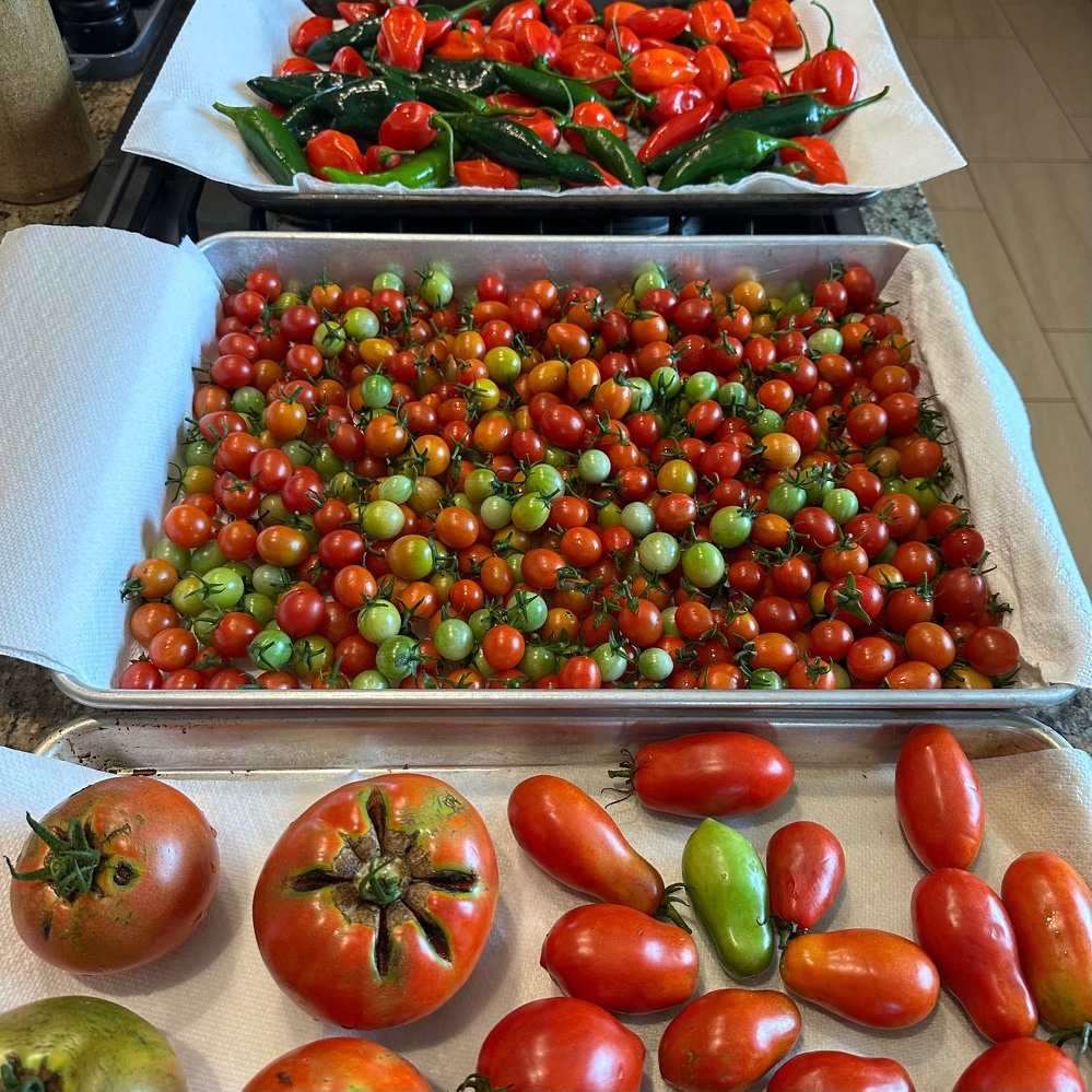 Various types of fresh tomatoes and chili peppers are spread out on trays and paper towels on a kitchen counter.